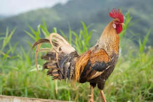 Wild Chicken   Kauai Hawaii 7810